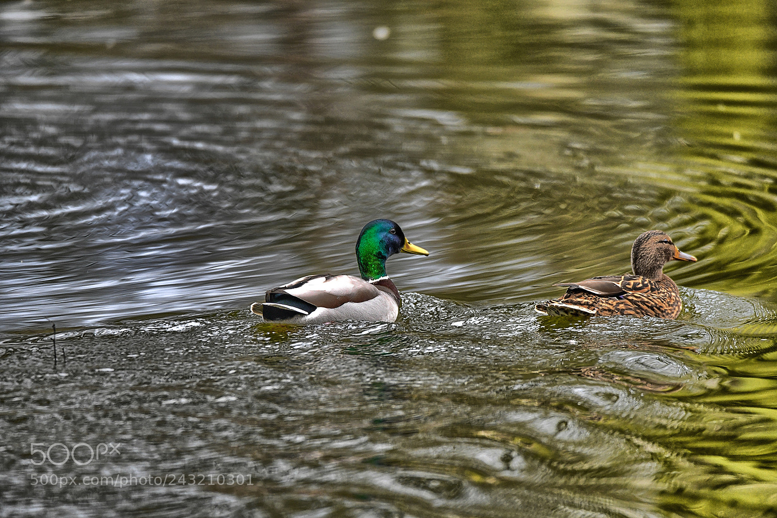 Nikon D850 sample photo. Aquatic photography