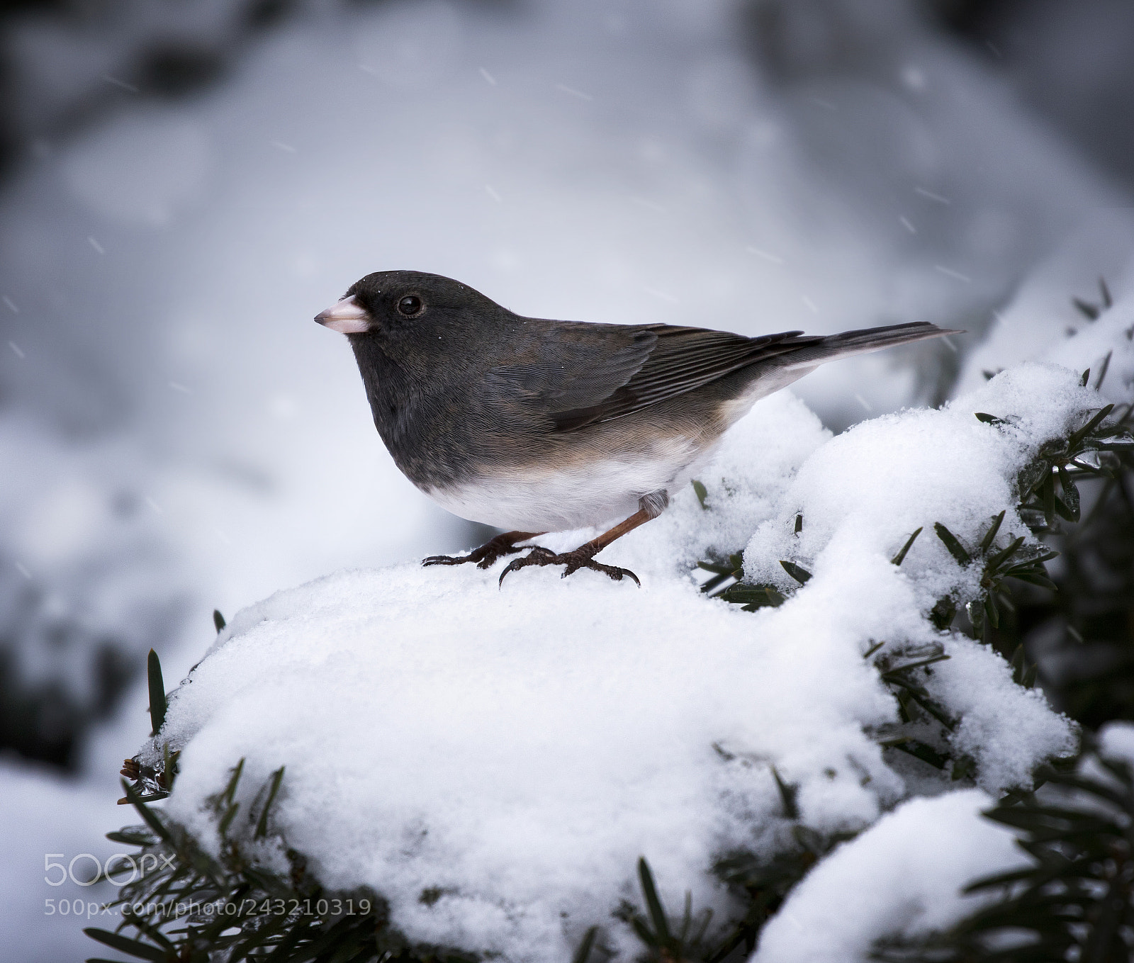 Canon EOS 7D Mark II sample photo. Dark-eyed visitor photography