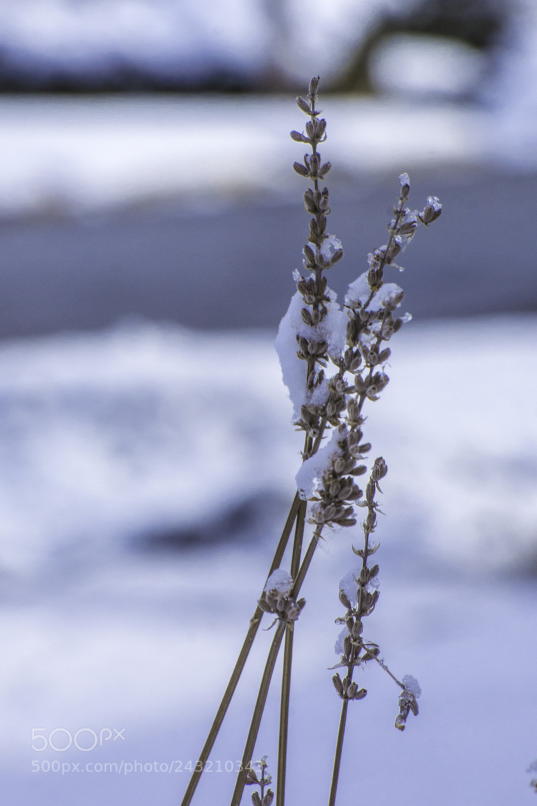 Nikon D7100 sample photo. Lavender sage frozen in photography