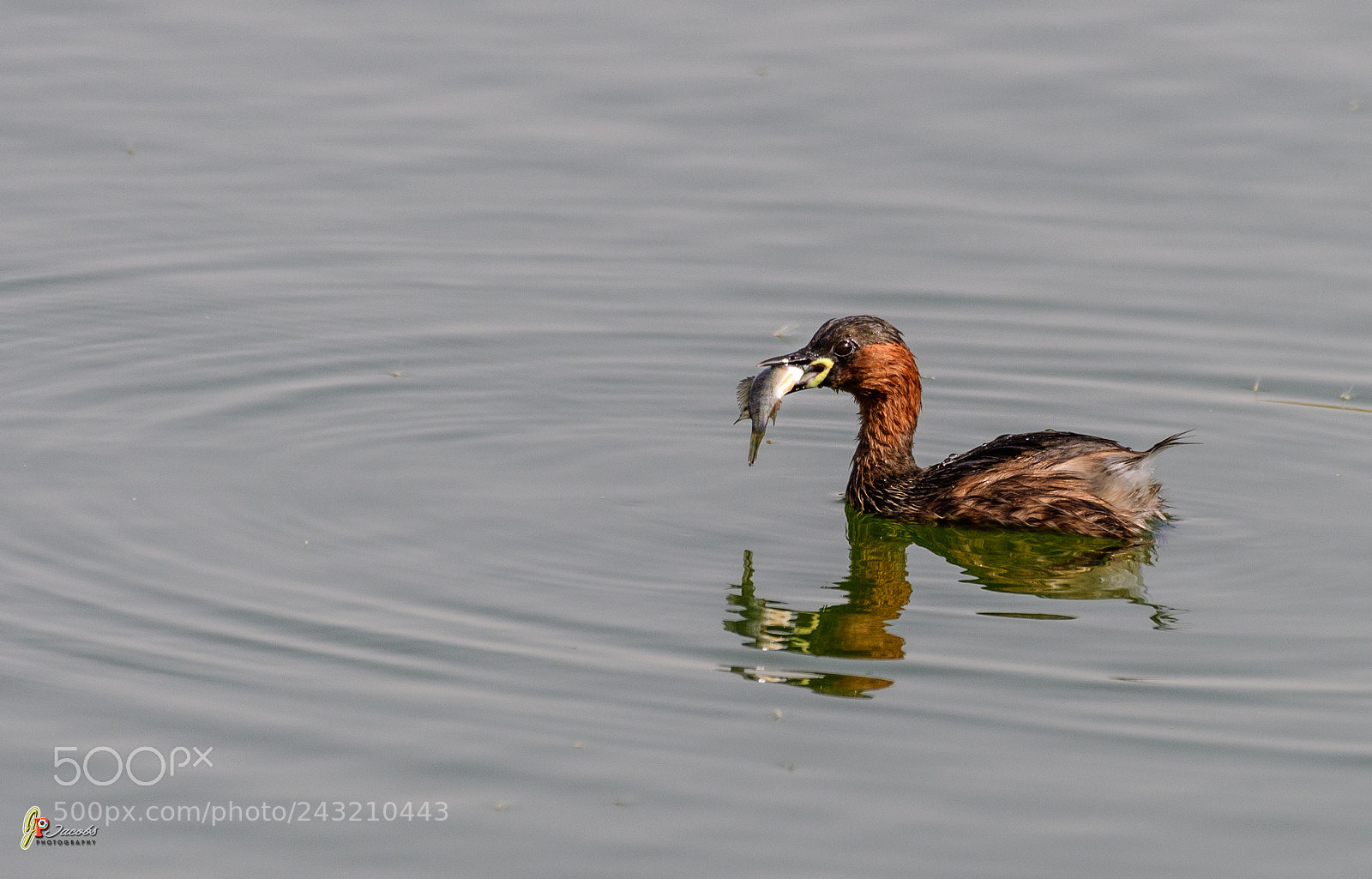 Nikon D500 sample photo. Jmb_3921-2.jpg photography
