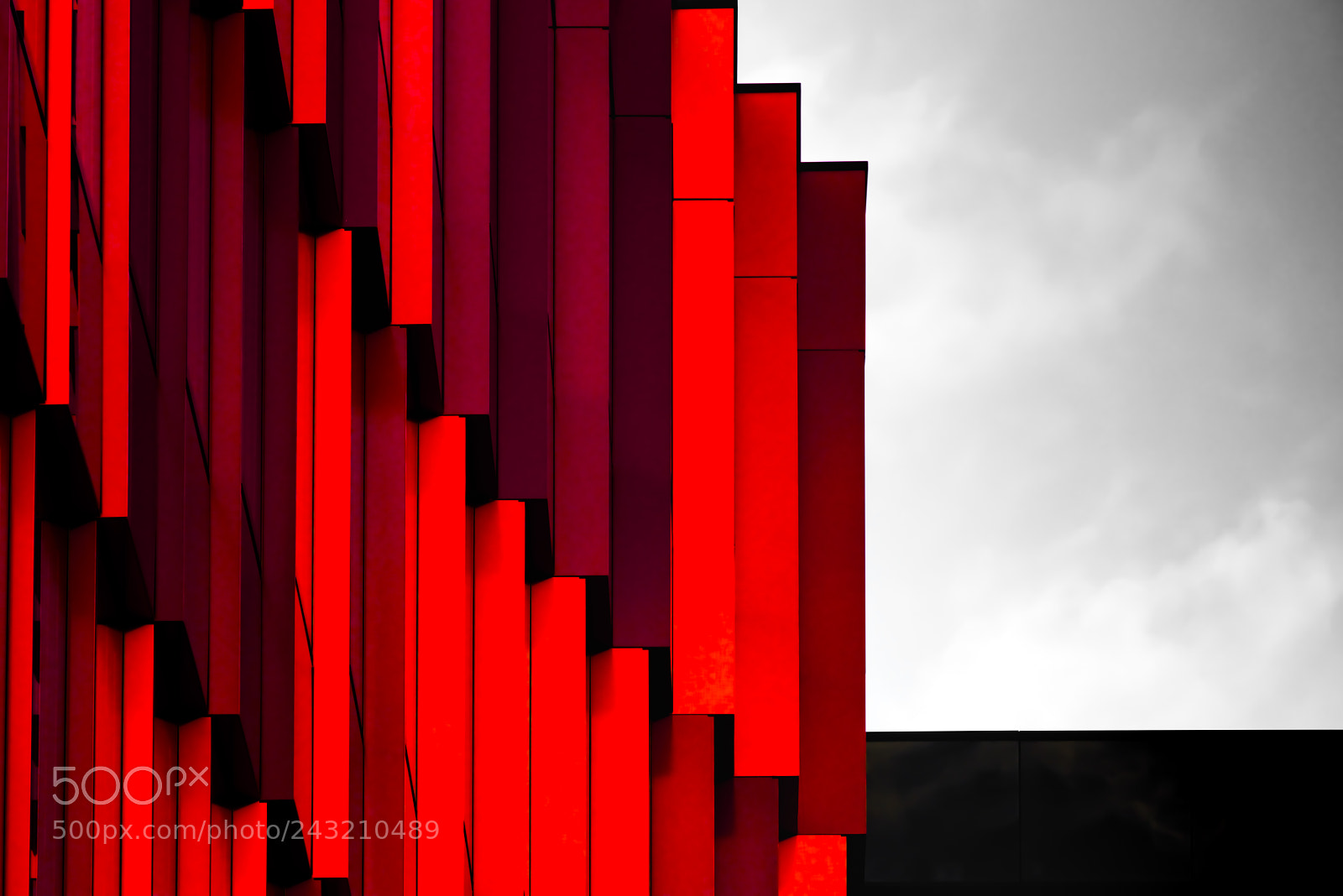 Nikon D810 sample photo. Red tribute... photography