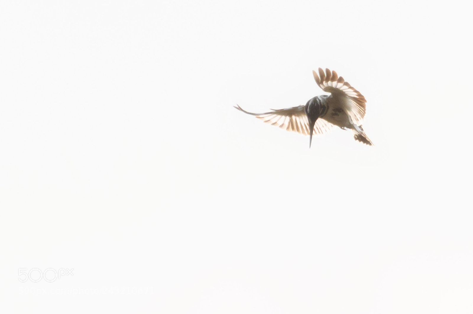 Nikon D3200 sample photo. Pied kingfisher | bhopal photography