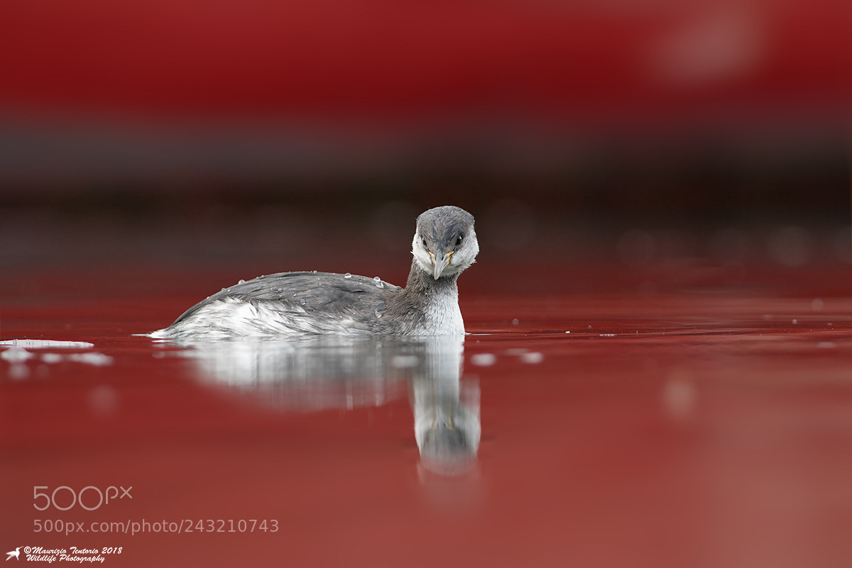 Nikon D5 sample photo. Svasso collorosso podiceps grisegena photography