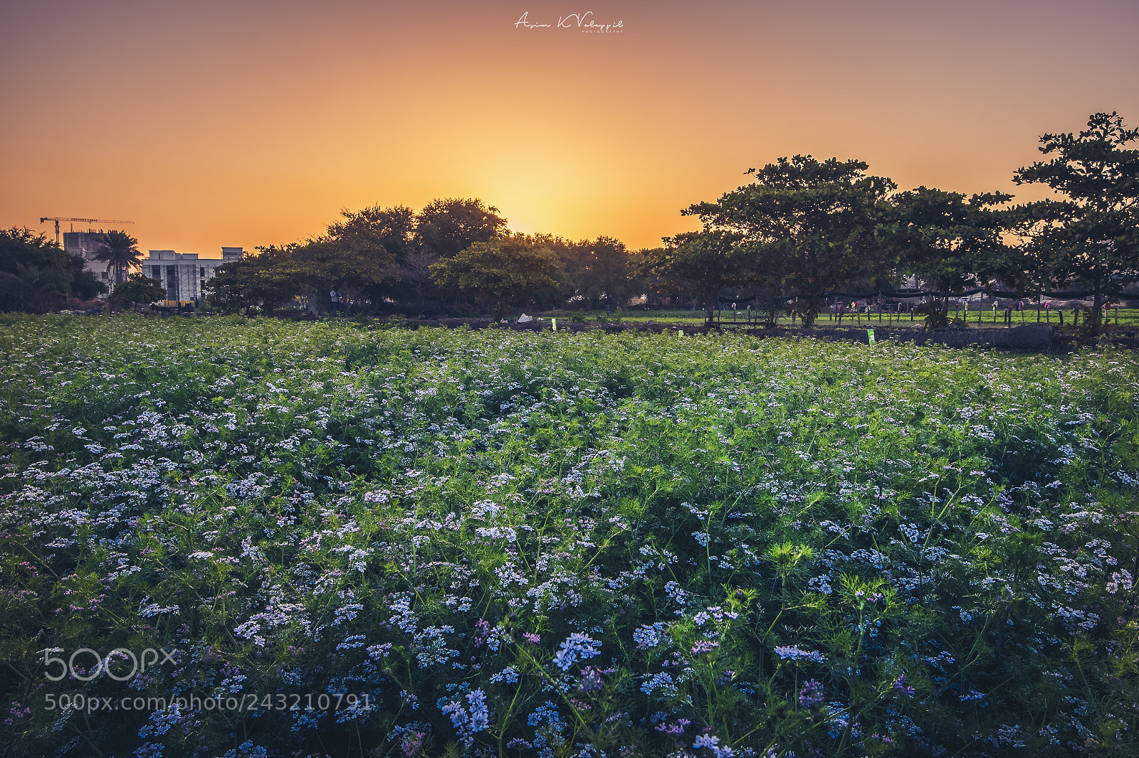Nikon D810 sample photo. Seef farm, bahrain photography
