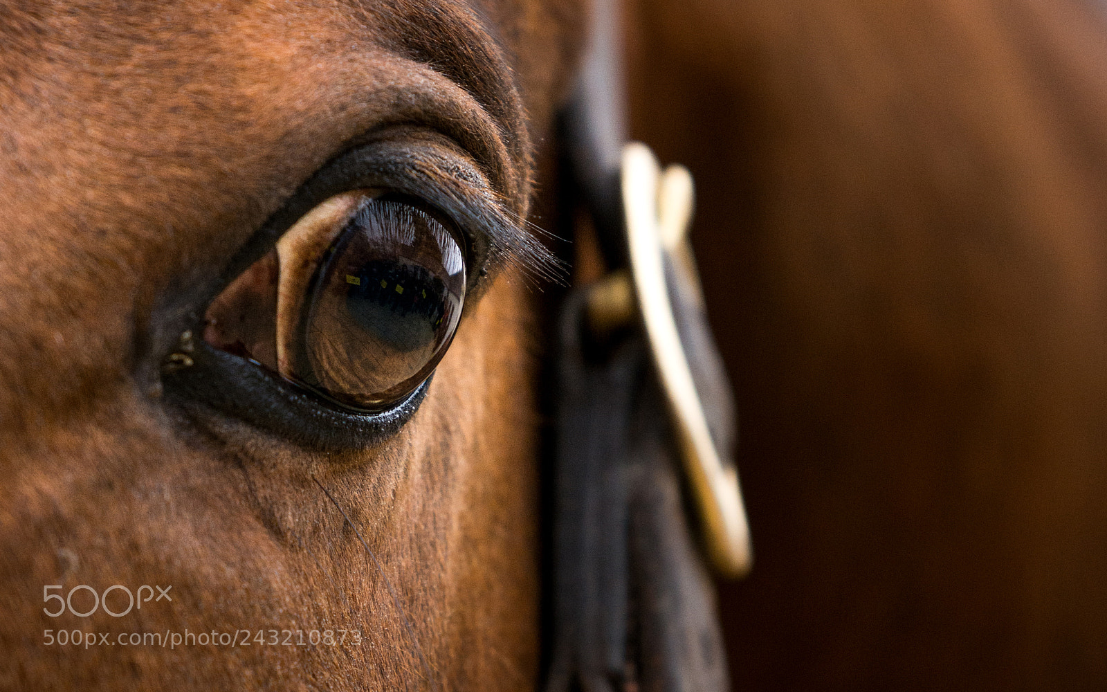 Nikon D7100 sample photo. Eye to eye photography