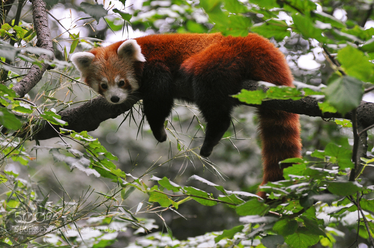 Nikon D5000 sample photo. Red panda photography