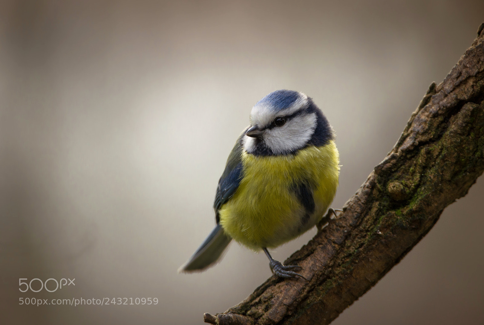 Nikon D5100 sample photo. Bluetit photography