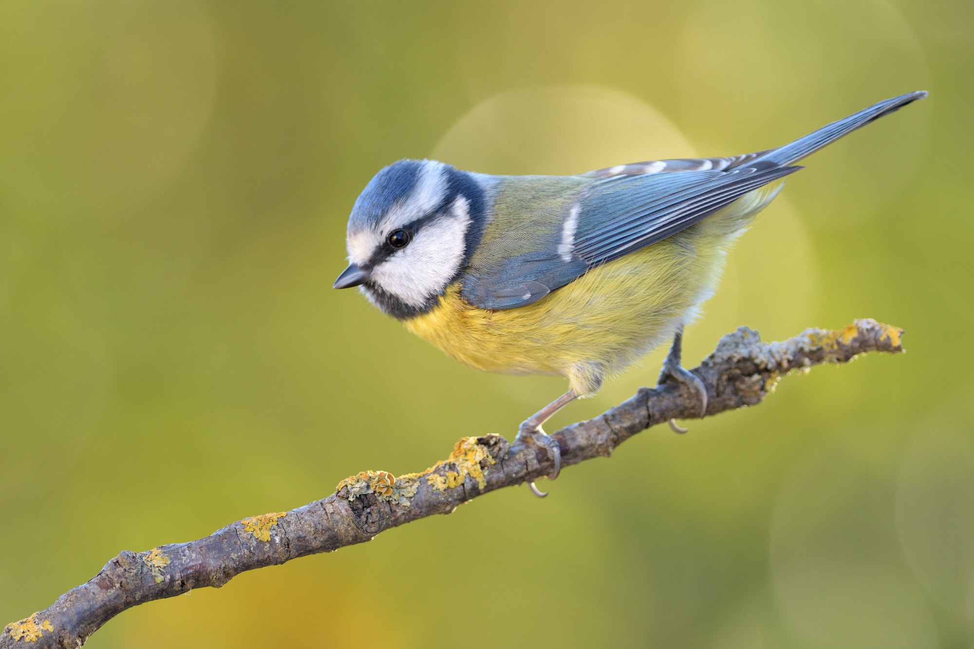 Nikon D7200 + Nikon AF-S Nikkor 300mm F4D ED-IF sample photo. Blue tit photography