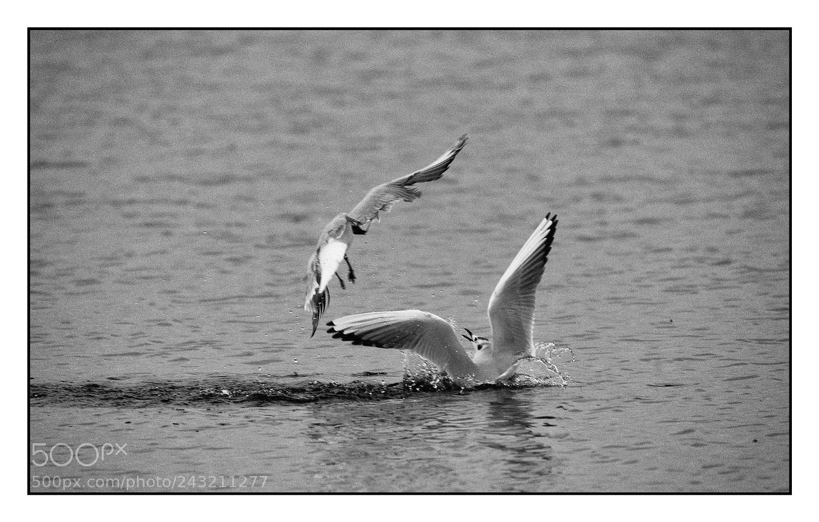 Nikon D500 sample photo. La ley photography