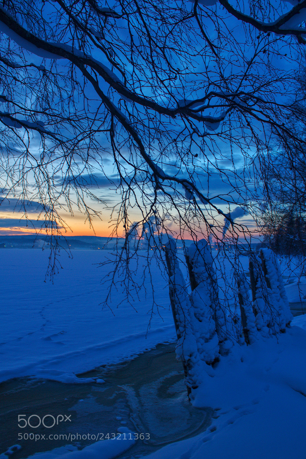 Canon EOS 550D (EOS Rebel T2i / EOS Kiss X4) sample photo. Branches photography