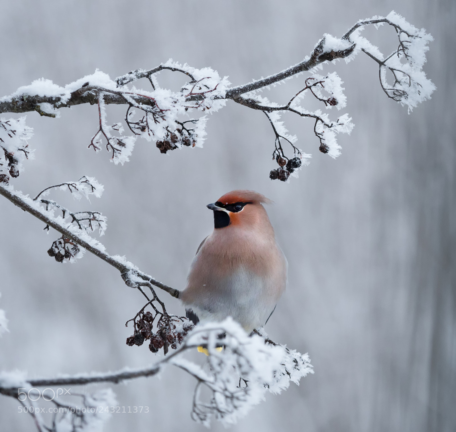 Olympus OM-D E-M1 Mark II sample photo. Waxwing photography