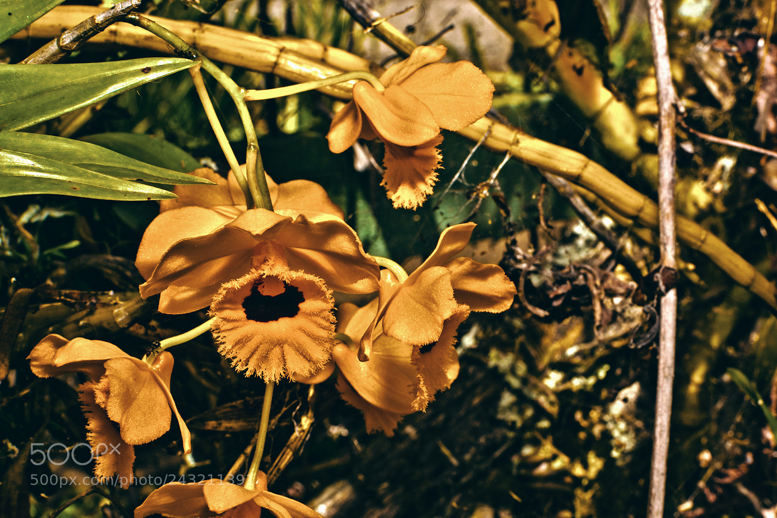 Nikon D3400 sample photo. Orchid photography