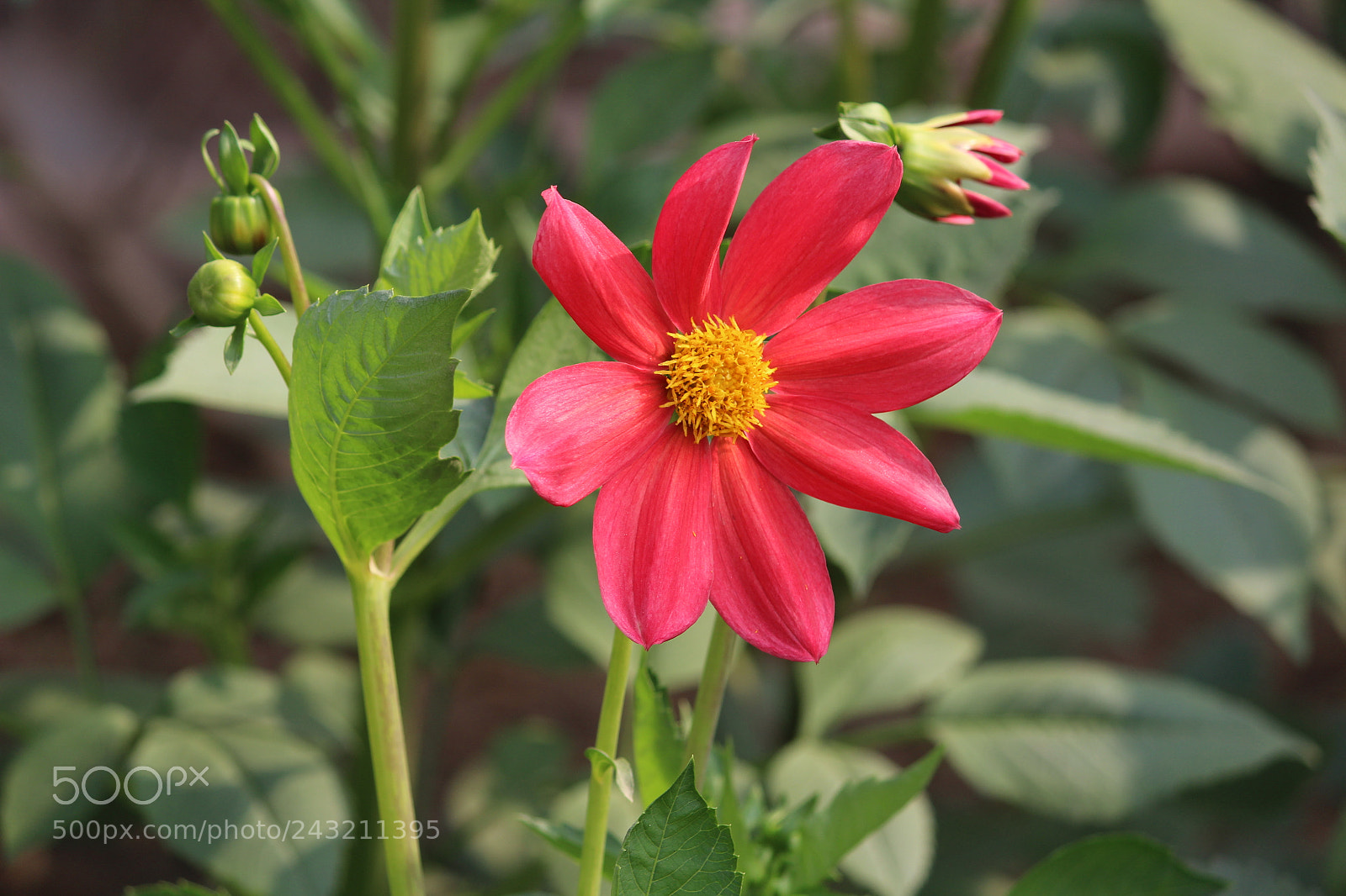 Canon EF-S 55-250mm F4-5.6 IS II sample photo. Lovely flower photography