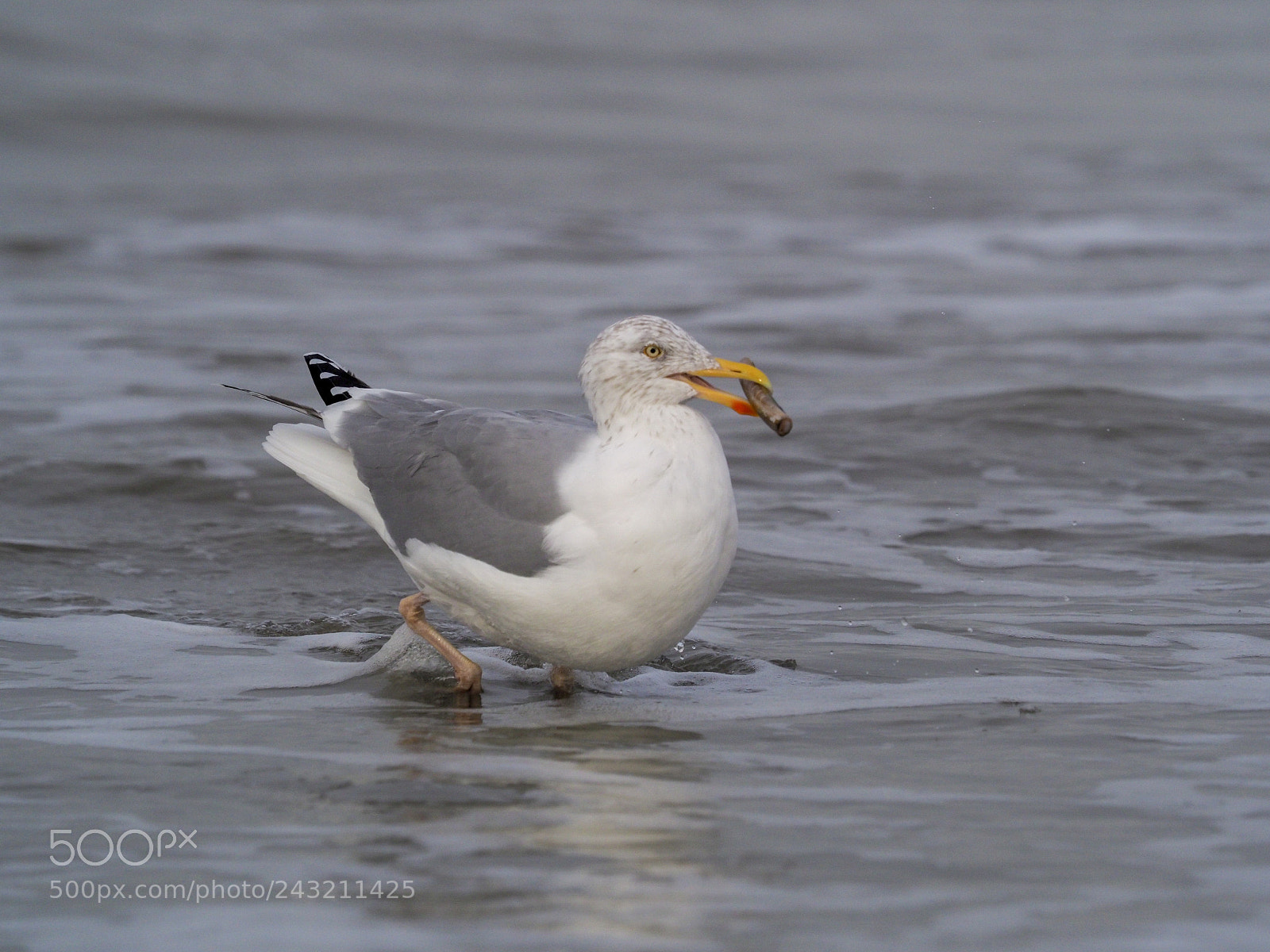 Olympus OM-D E-M1 Mark II sample photo. On the beach photography