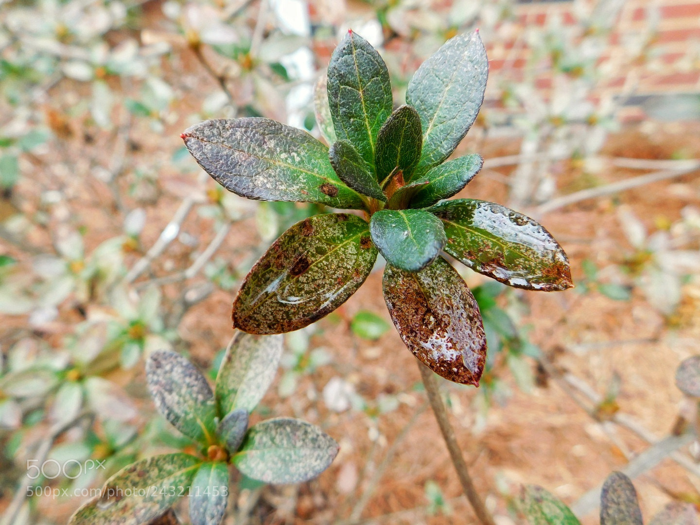 Nikon Coolpix B500 sample photo. Water drops on leaves photography