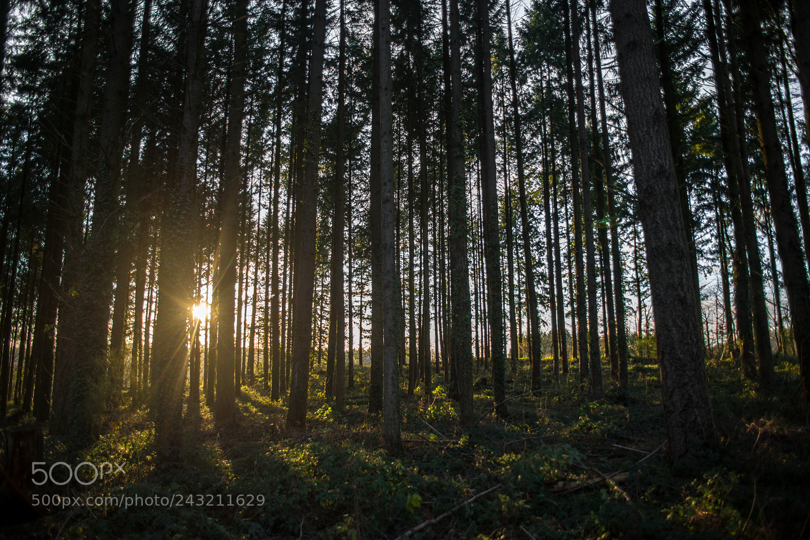 Nikon D800 sample photo. Sunset through the trees photography