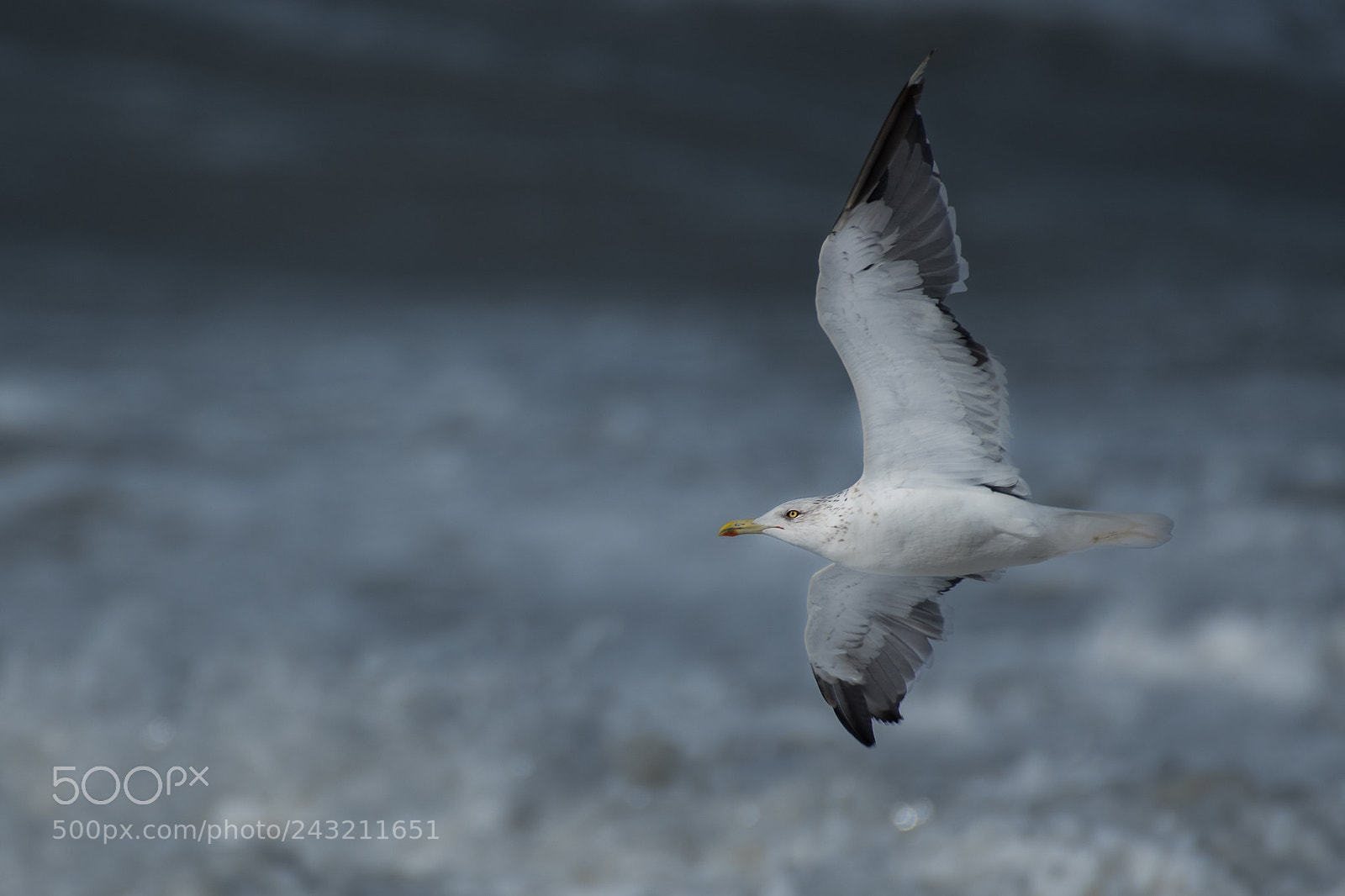 Nikon D500 sample photo. Siberian gull photography