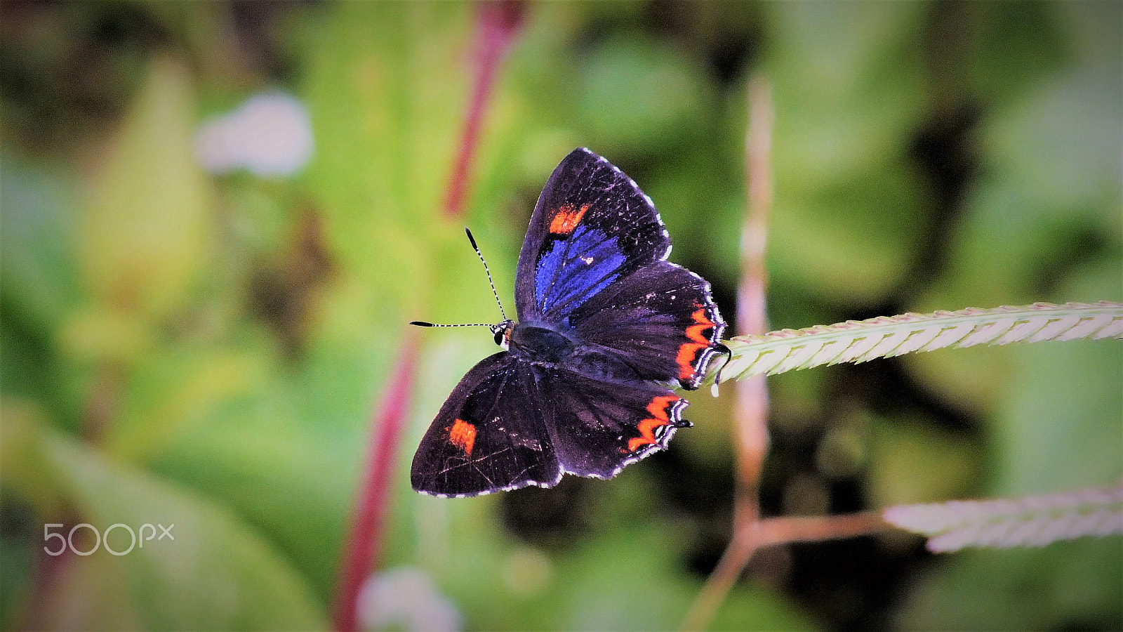 Fujifilm FinePix HS28EXR sample photo. Himalayan purple sapphire photography