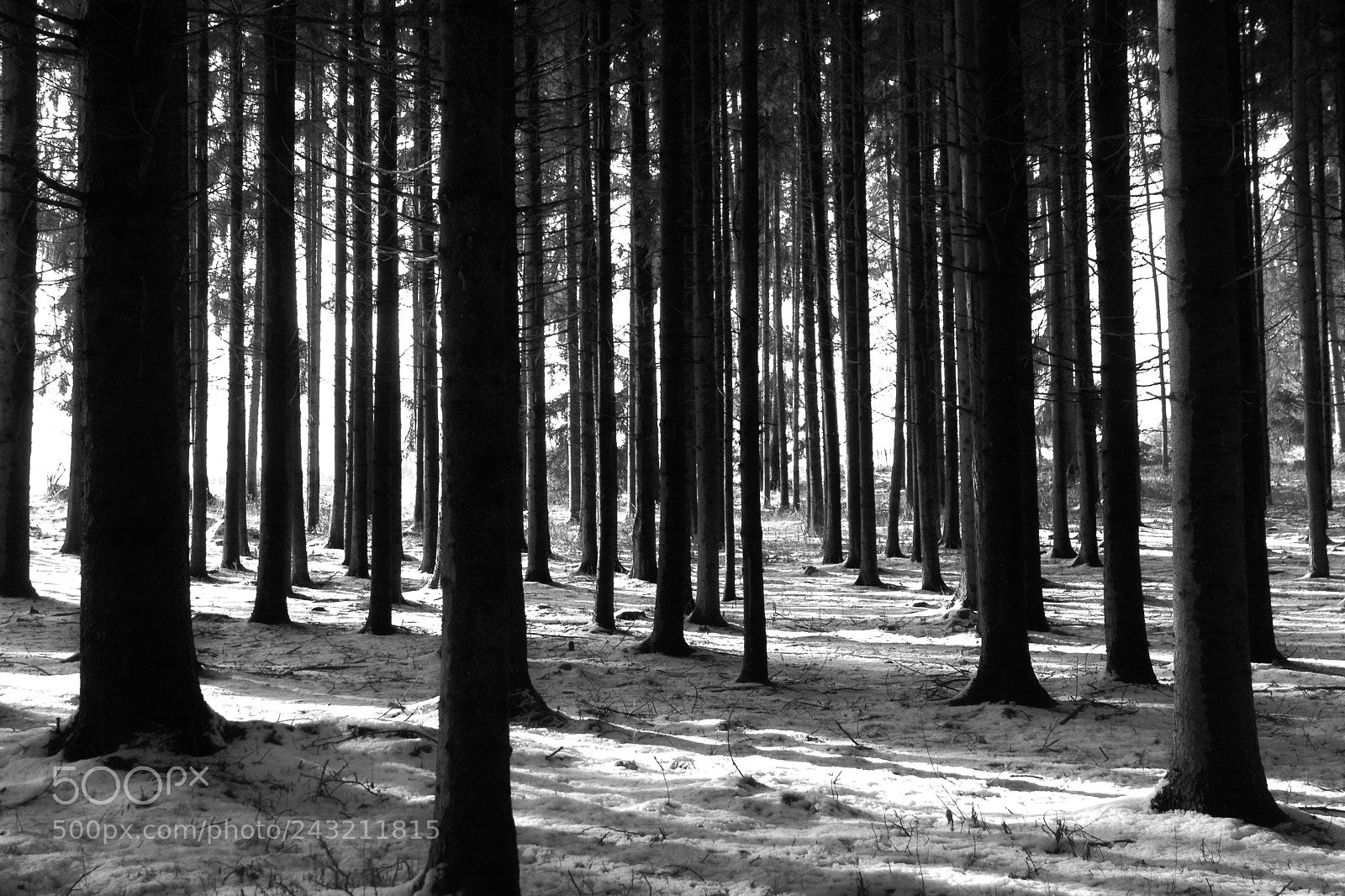 Nikon D7100 sample photo. The forest photography