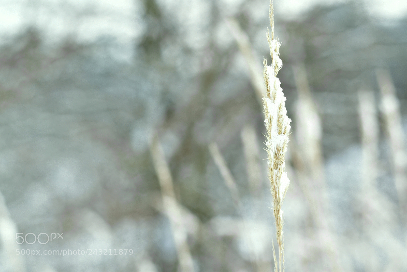 Nikon D5600 sample photo. Winter photography