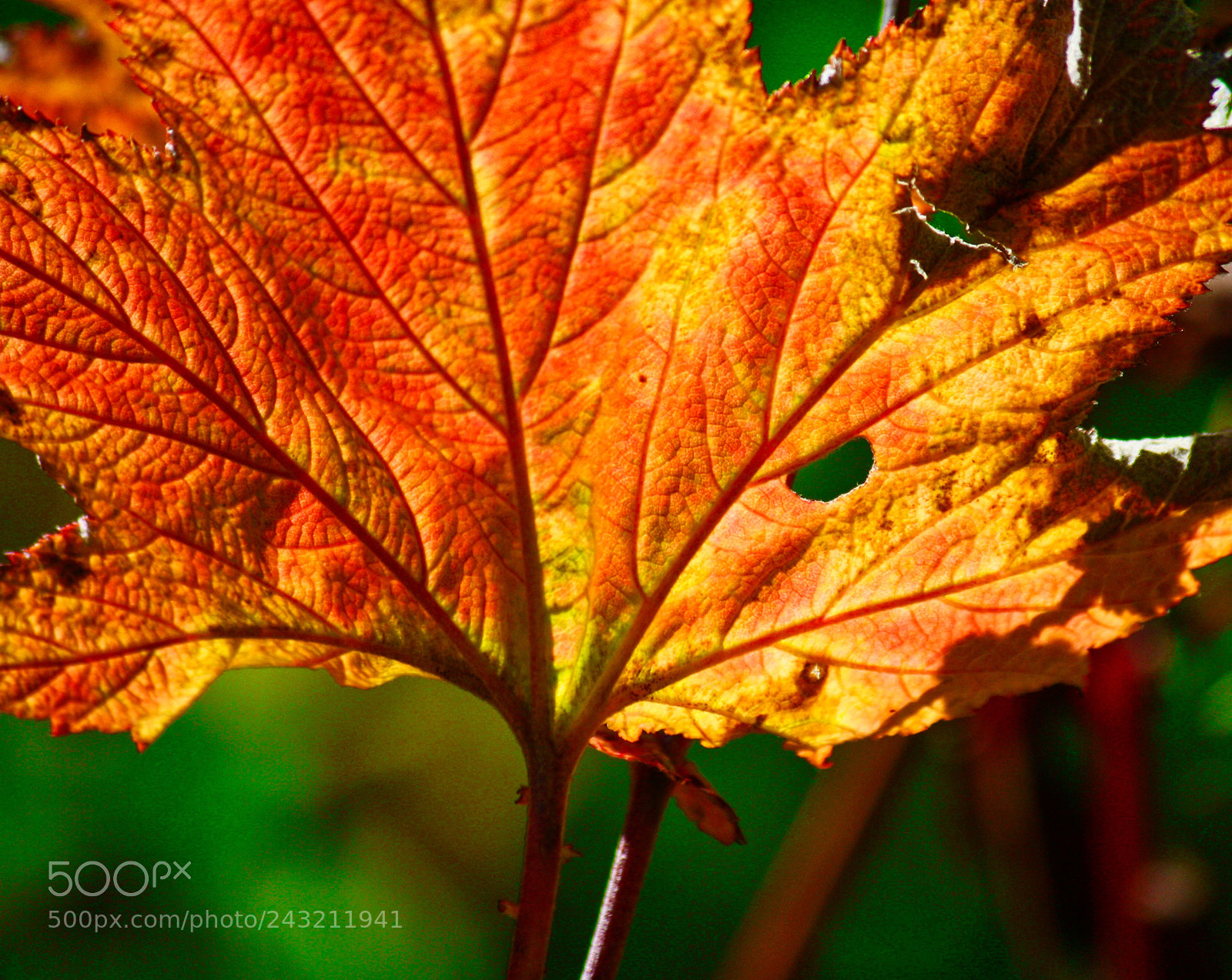 Canon EOS 1000D (EOS Digital Rebel XS / EOS Kiss F) sample photo. Autumn leaf photography