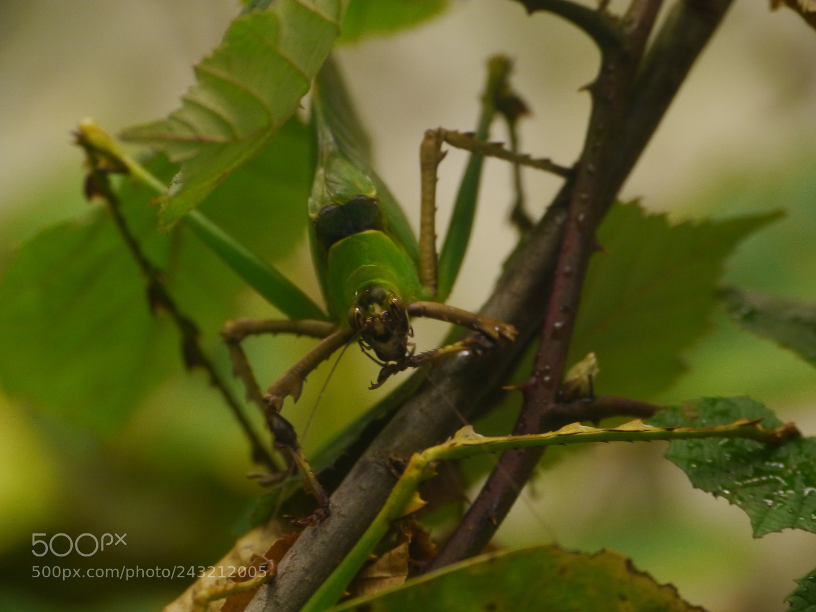 Panasonic Lumix DMC-GH2 sample photo. Smiling grasshopper photography