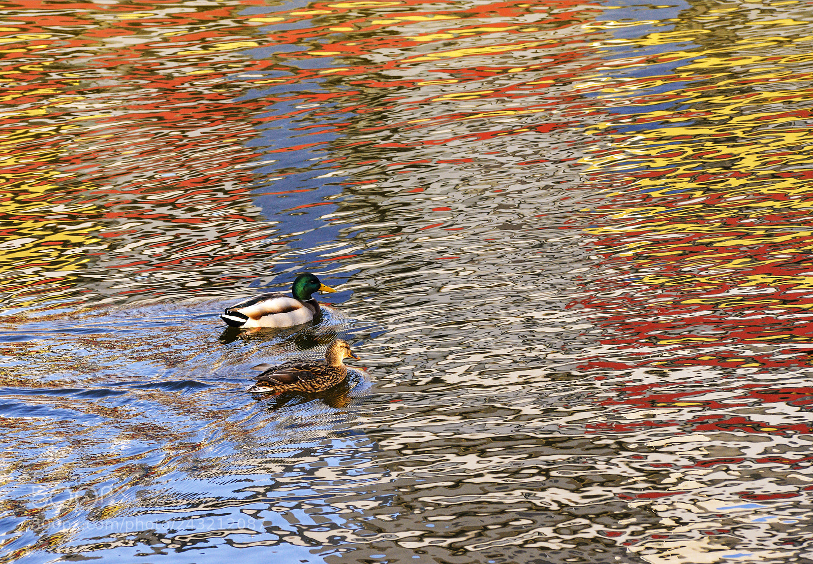Nikon D800 sample photo. Lost in colours photography