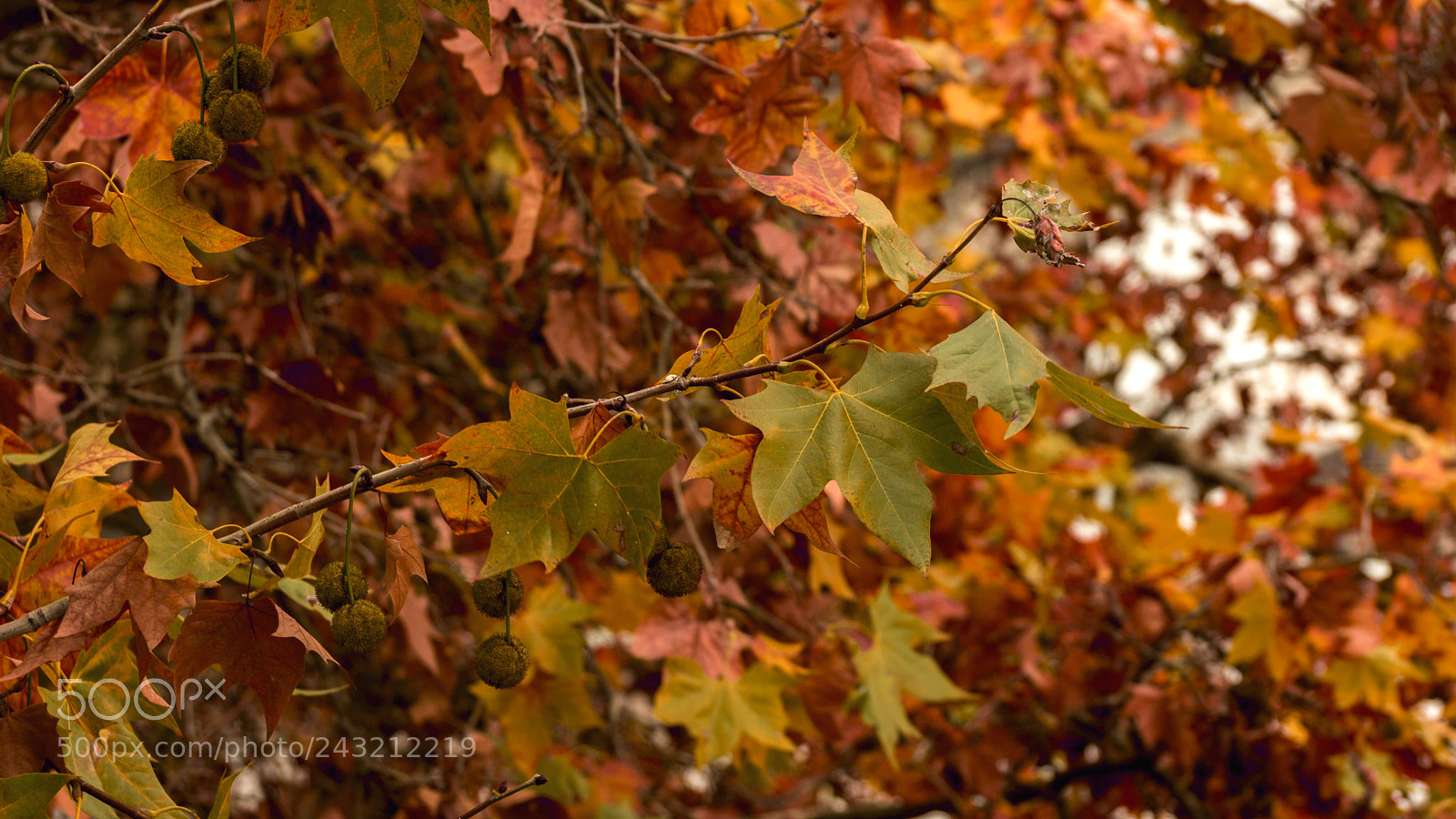 Sony SLT-A65 (SLT-A65V) sample photo. Platano photography