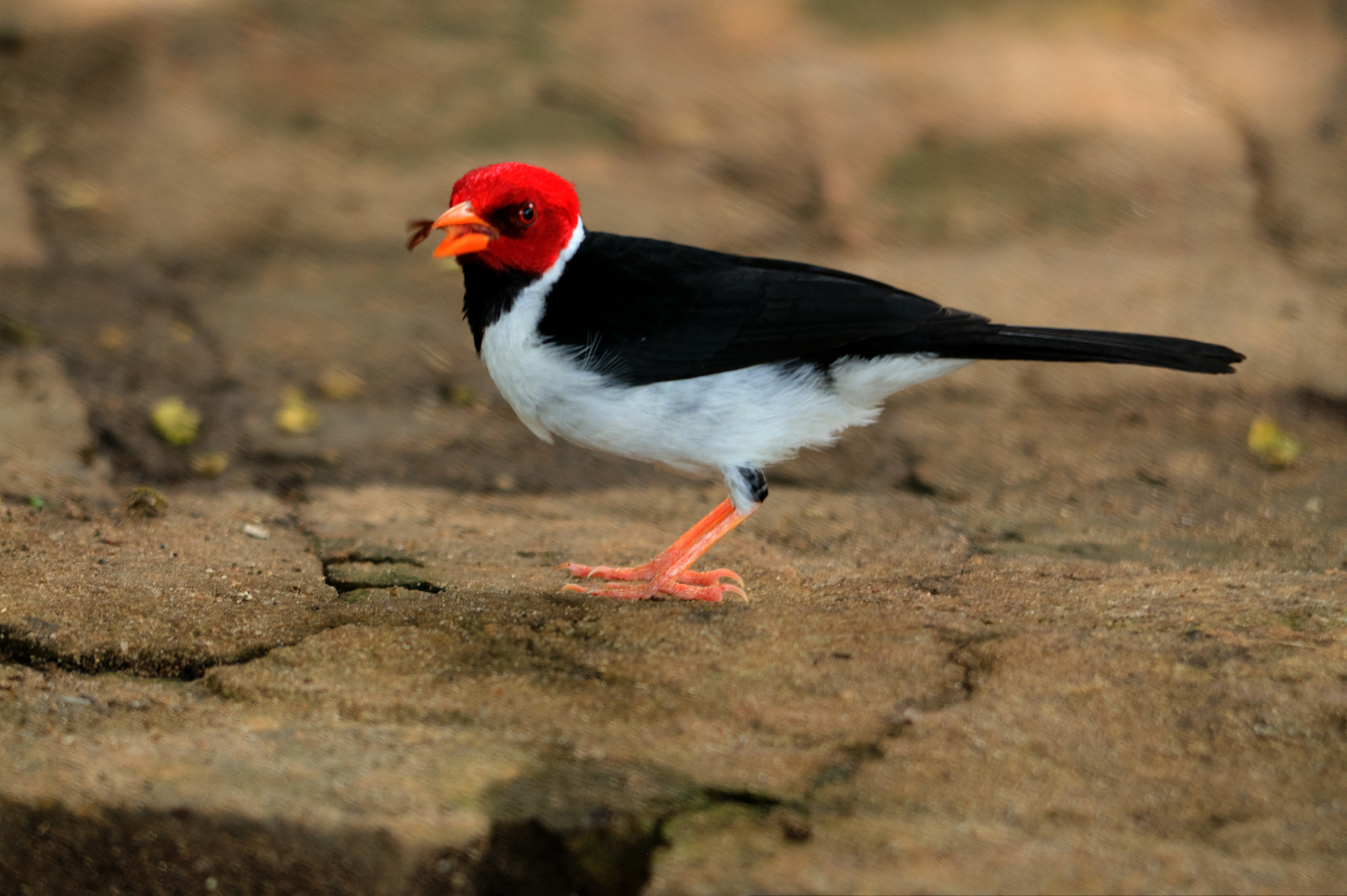 Sigma 150-500mm F5-6.3 DG OS HSM sample photo. My daily worm! photography