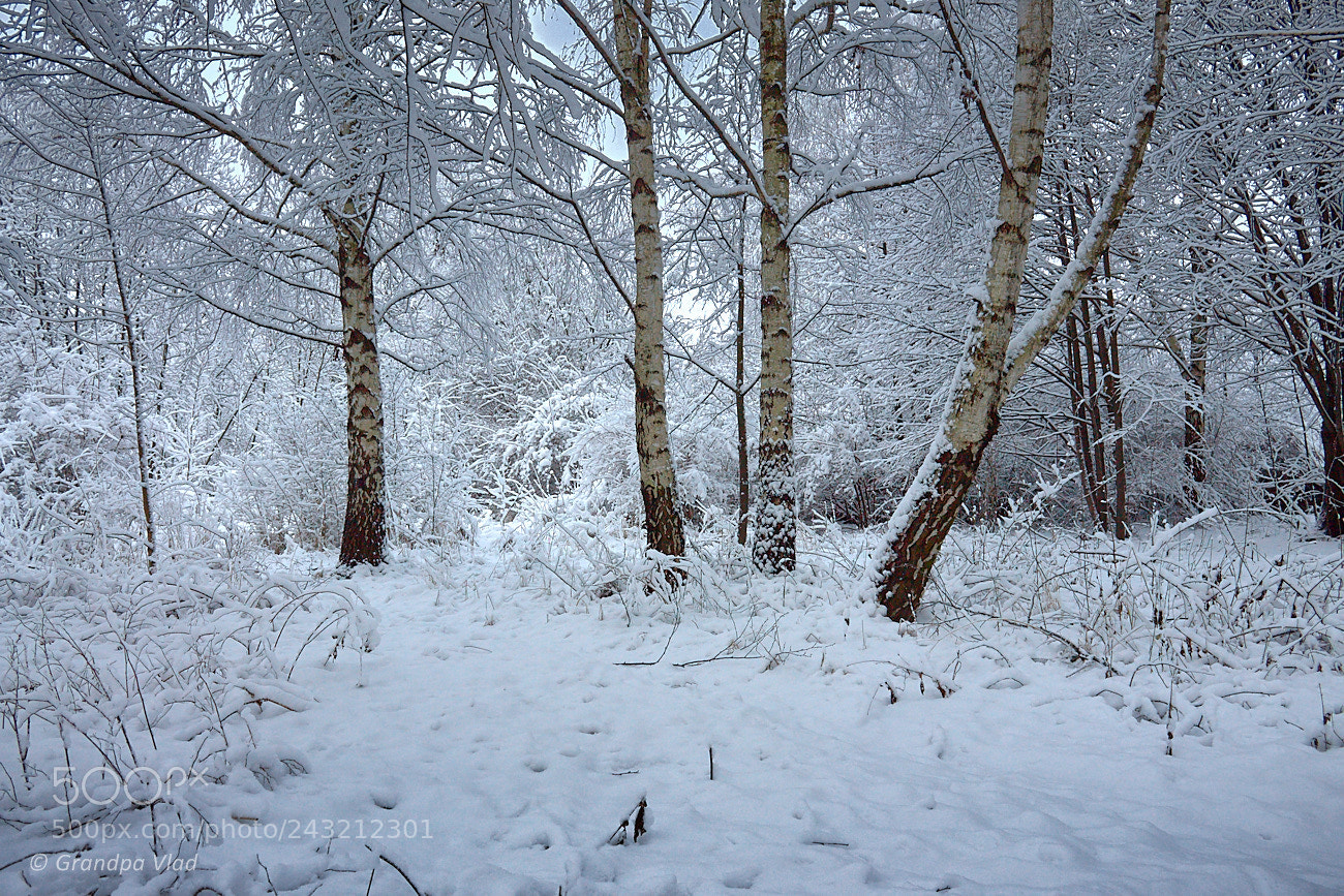 Canon EOS 1100D (EOS Rebel T3 / EOS Kiss X50) sample photo. A four birch trees... photography