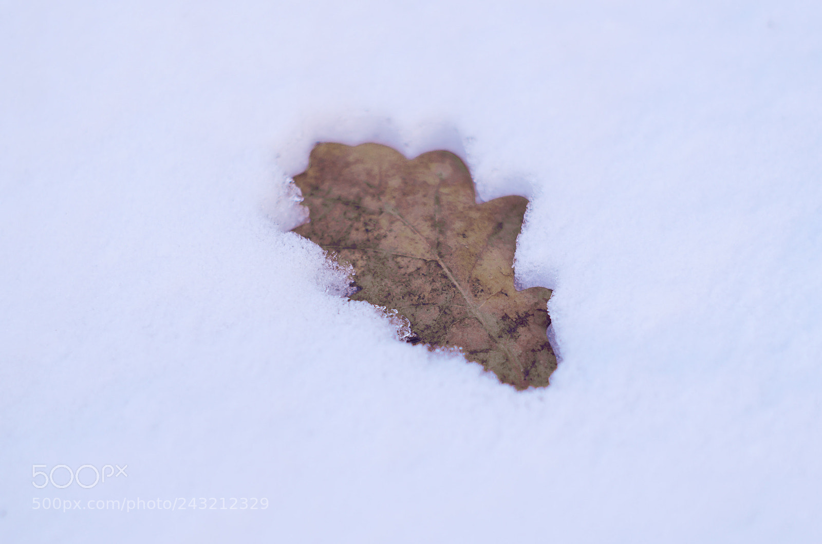 Sony SLT-A58 sample photo. Leaf on snow photography