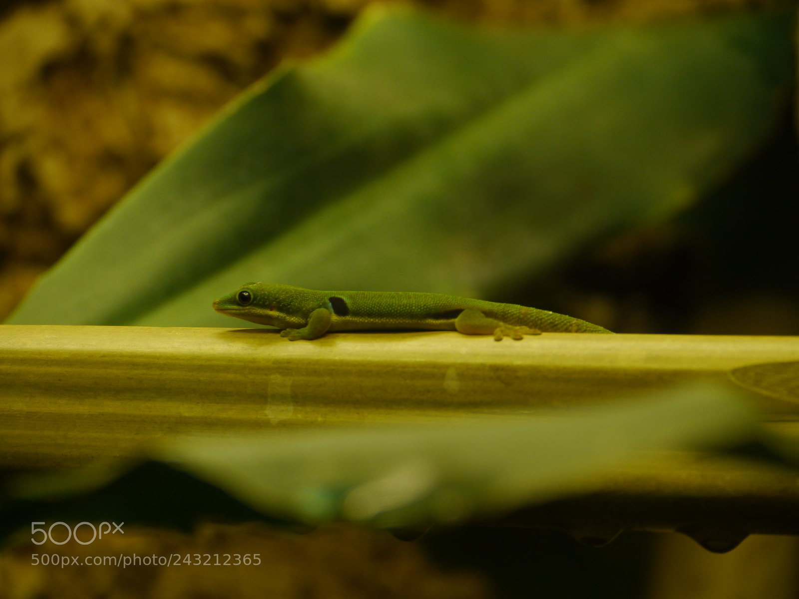 Panasonic Lumix DMC-GH2 sample photo. Lizard photography