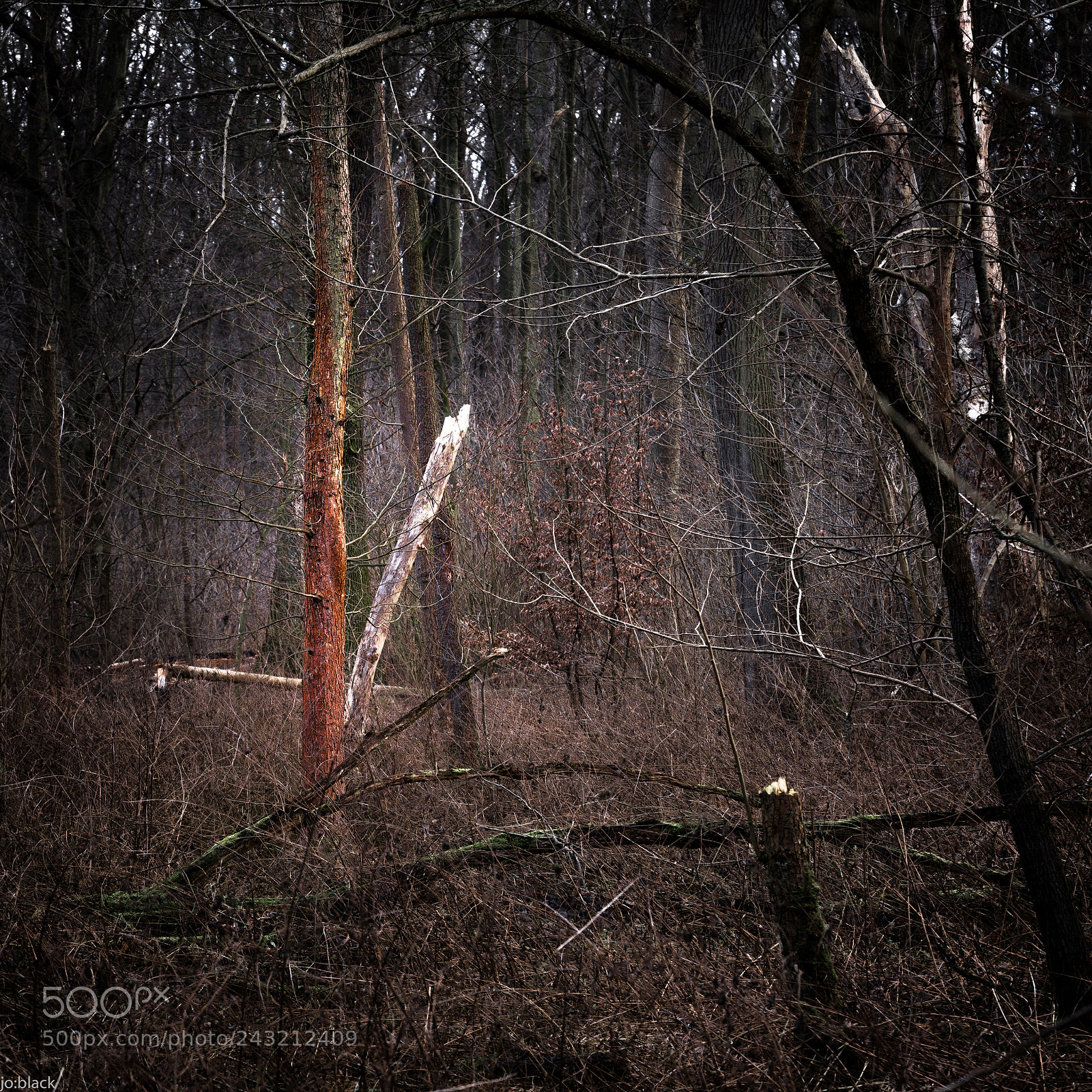 Nikon D800 sample photo. Auwald photography