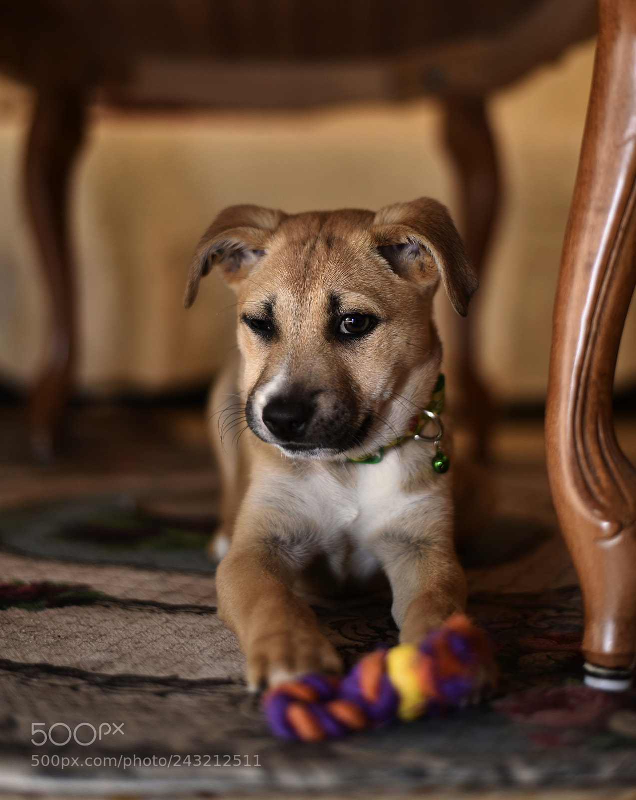 Nikon D810 sample photo. My dog - 1 photography