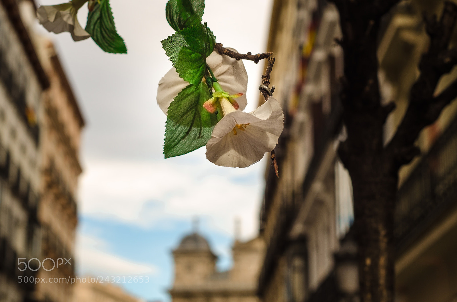 Nikon D5100 sample photo. Flowers in madrid photography