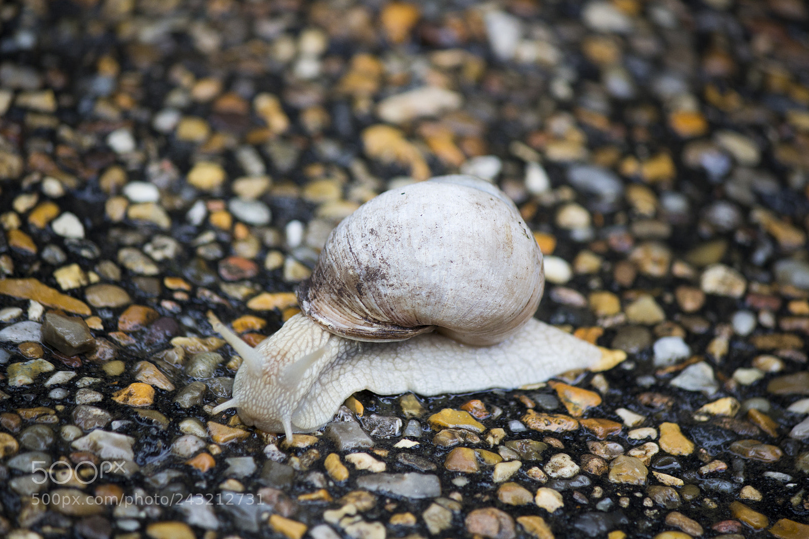 Canon EOS 700D (EOS Rebel T5i / EOS Kiss X7i) sample photo. Albino snail. photography