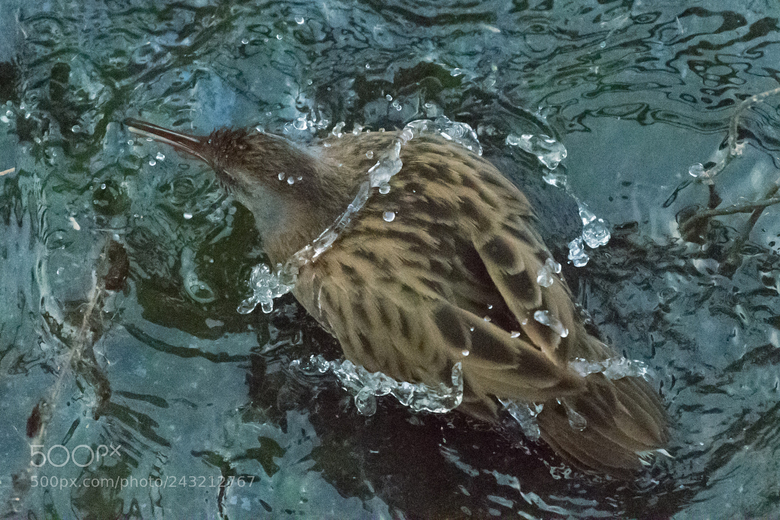 Nikon D500 sample photo. Untitled photography