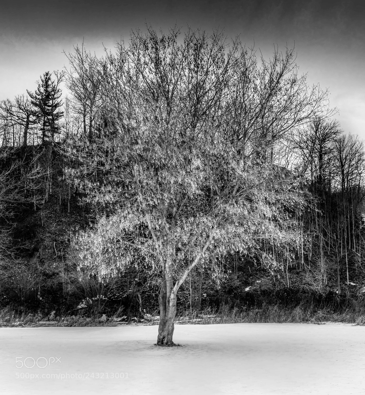 Nikon D810 sample photo. Tree along 16 mile creek photography