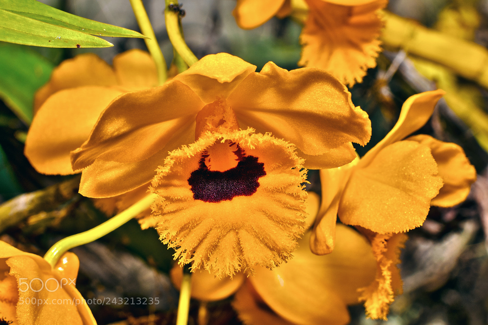 Nikon D3400 sample photo. Orchid+ photography