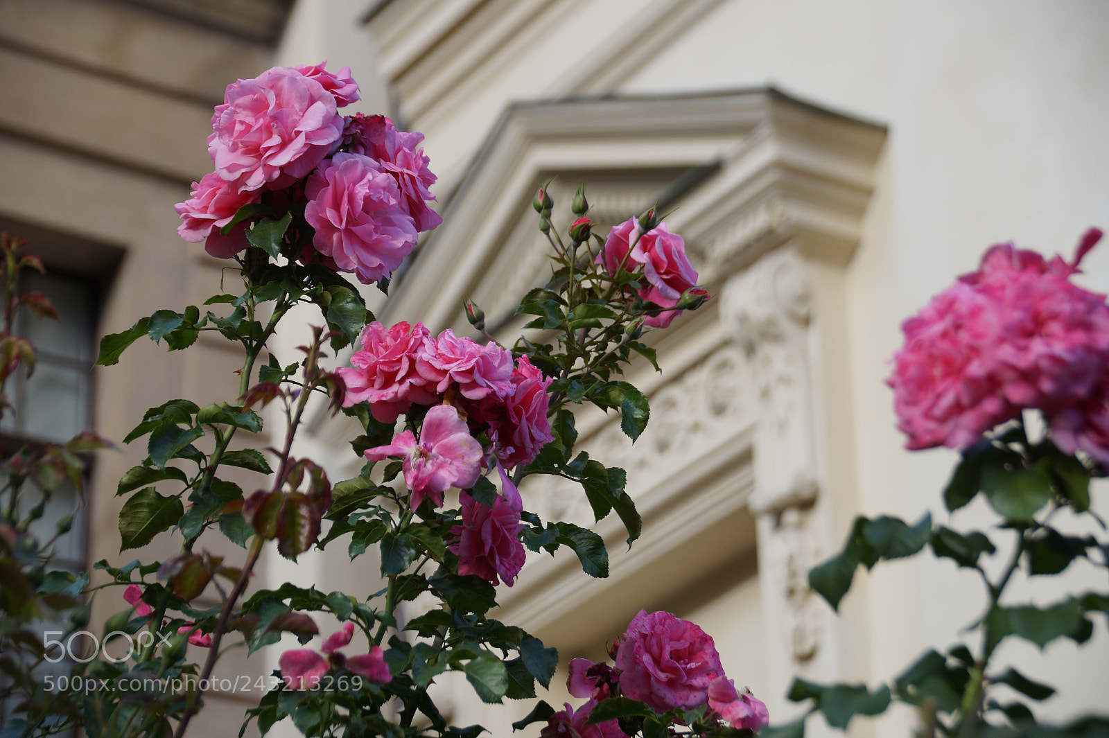 Sony SLT-A58 sample photo. Roses in the city photography