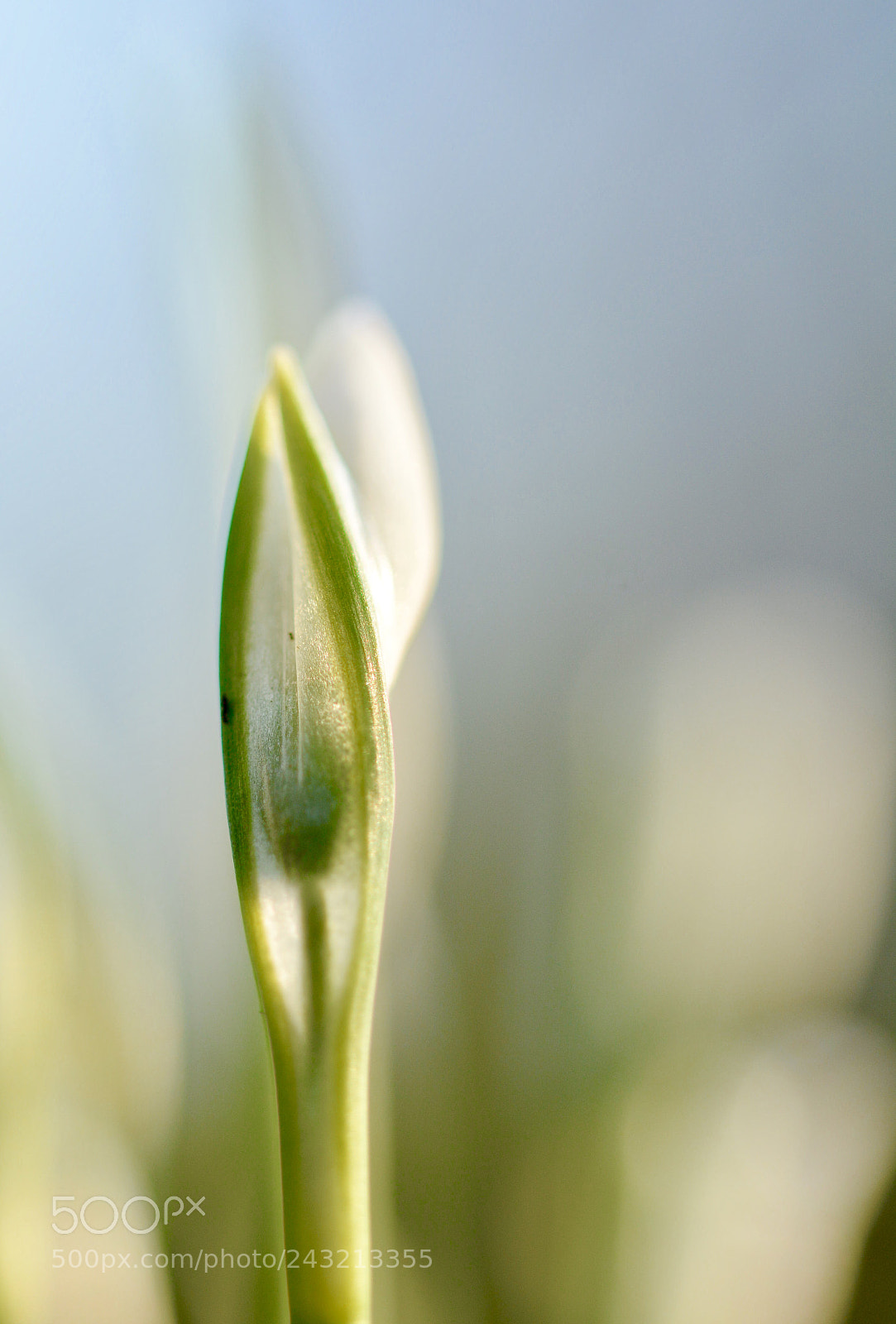 Nikon D7100 sample photo. Snowdrop photography