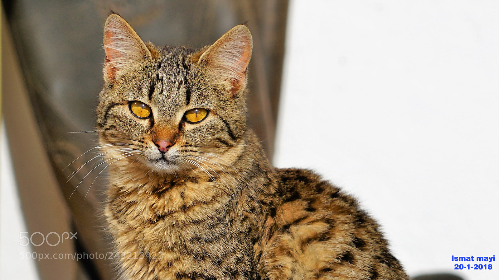 Sony a7 II sample photo. 48.jpg photography