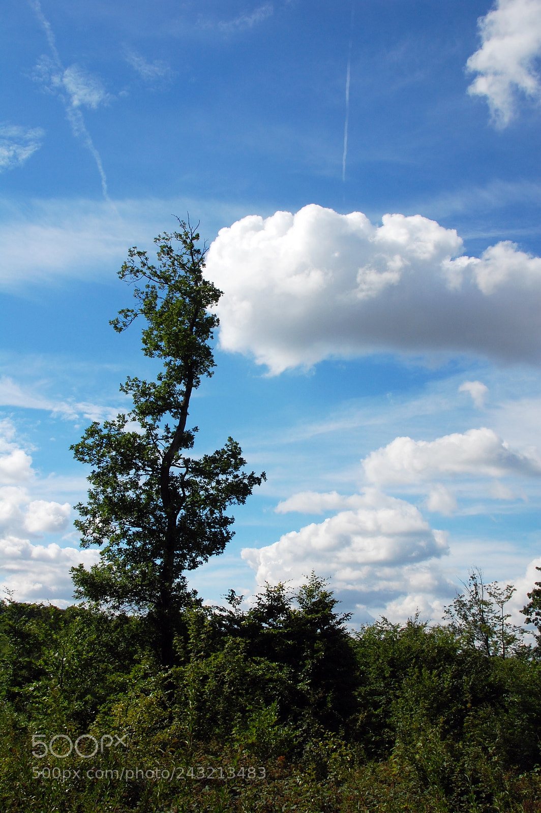 Nikon D40 sample photo. Like a painting photography