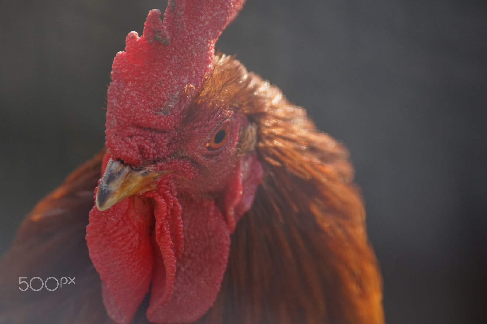 Sony SLT-A68 sample photo. Those eyes photography