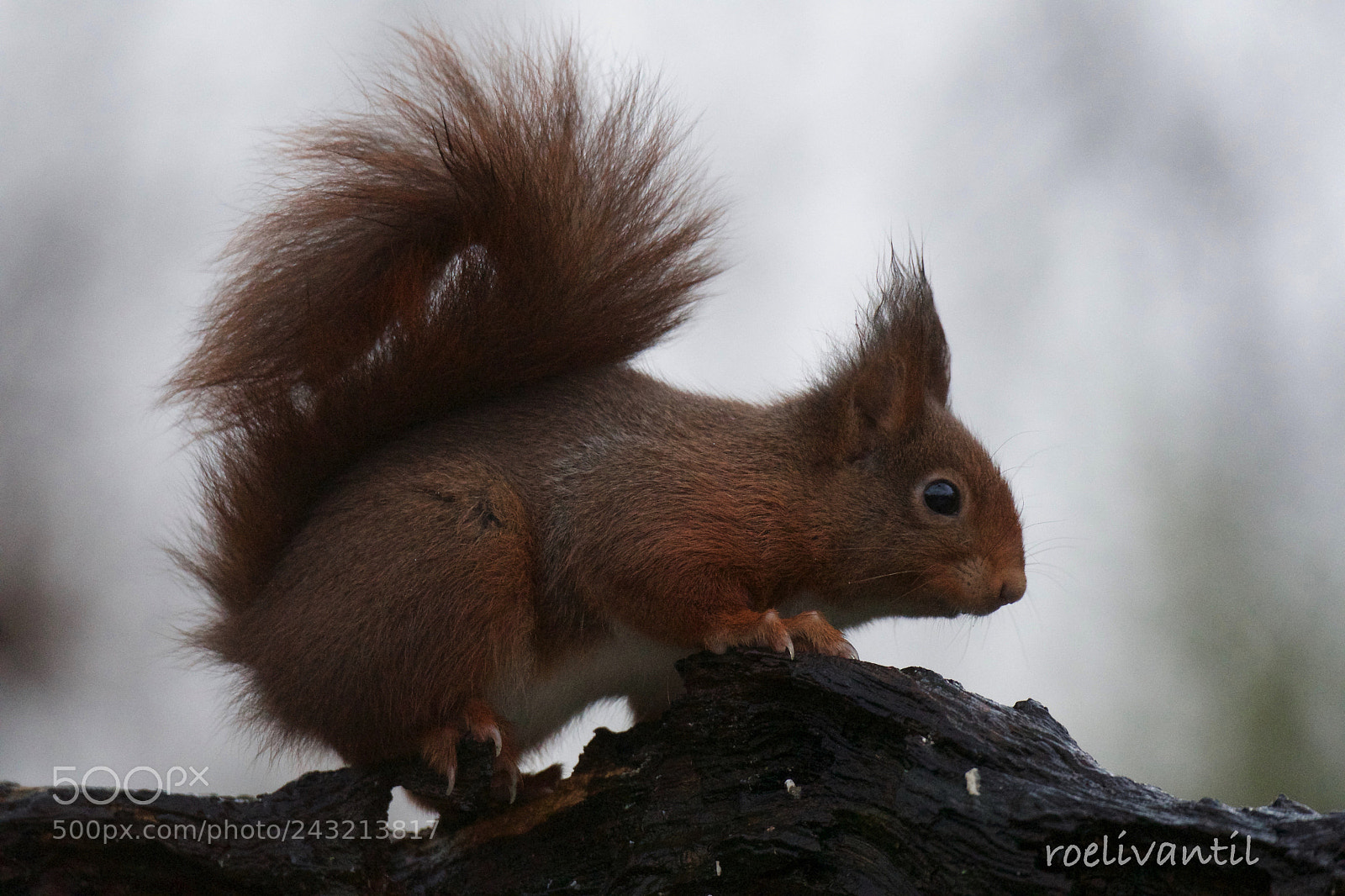 Nikon D500 sample photo. Rode eekhoorn/squirrel photography