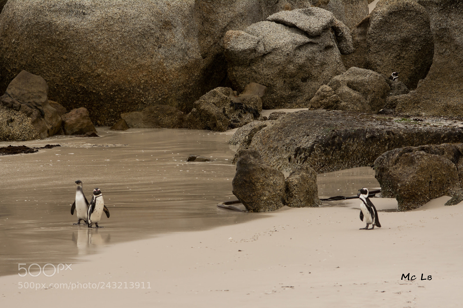 Nikon D7100 sample photo. Manchot du cap spheniscus photography