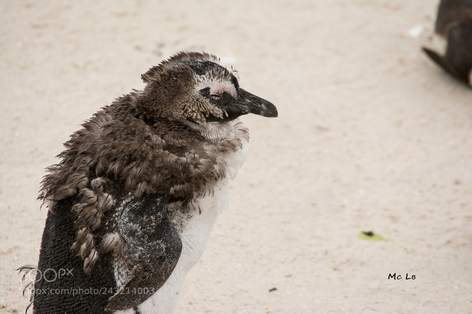 Nikon D7100 sample photo. Manchot du cap spheniscus photography
