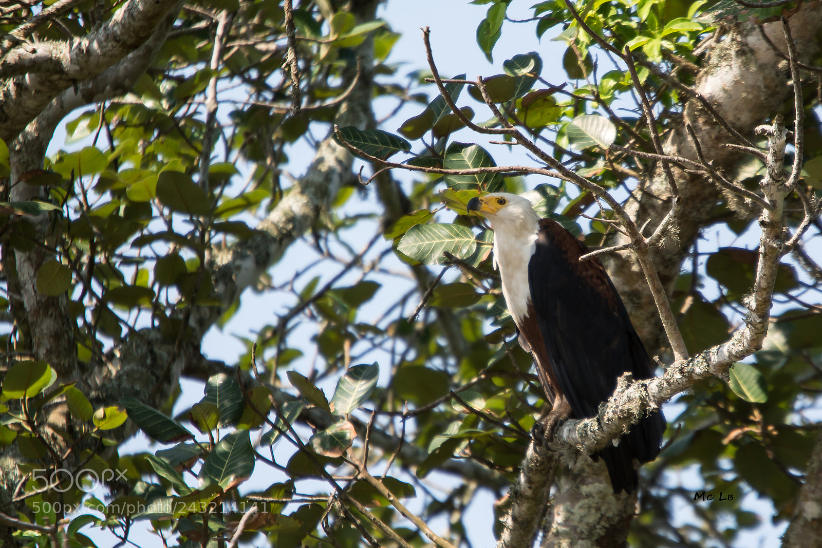 Nikon D7100 sample photo. Aigle p cheur photography