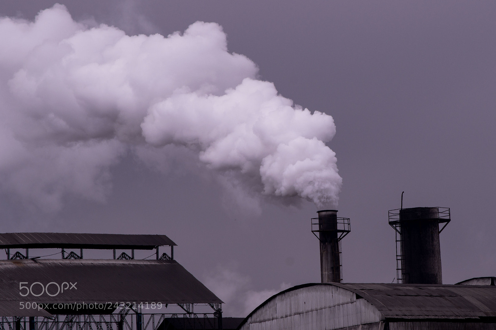 Nikon D3200 sample photo. Sugar cane photography