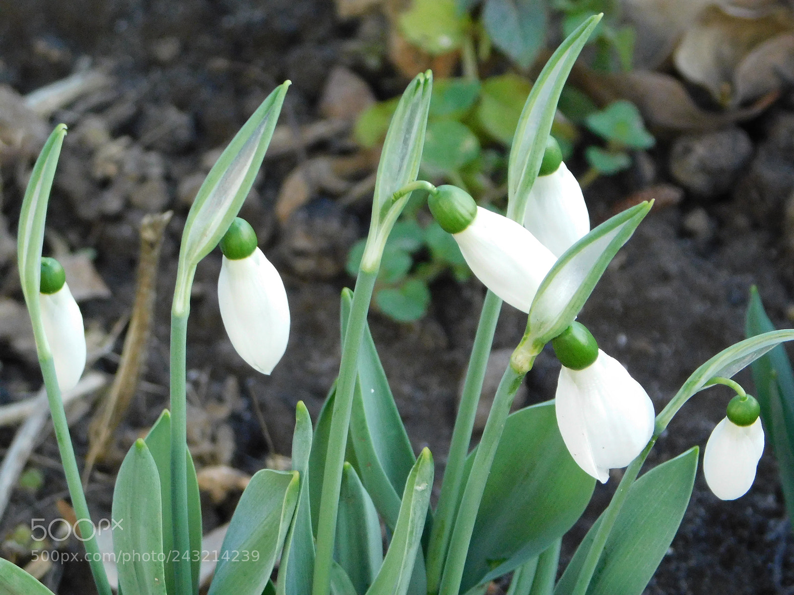 Nikon Coolpix B500 sample photo. Plants photography